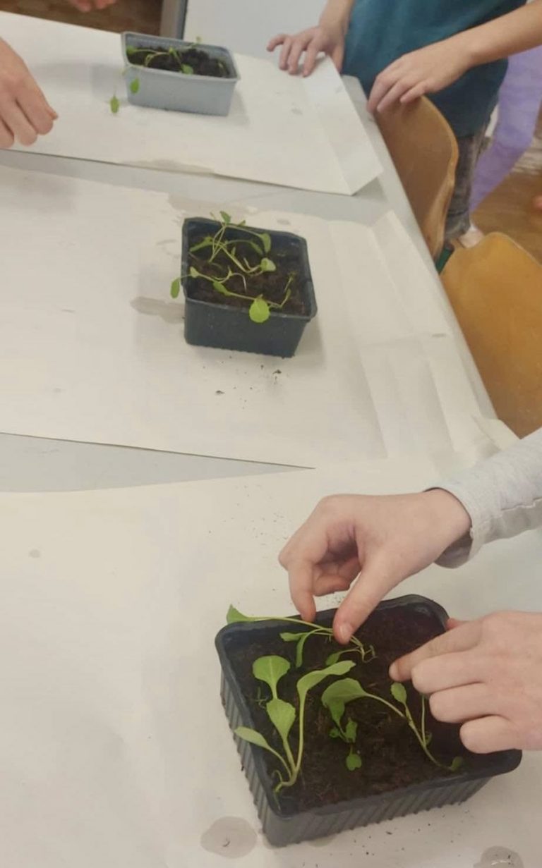 VRTNARIMO Z ROKO V ROKI 🥬🥕